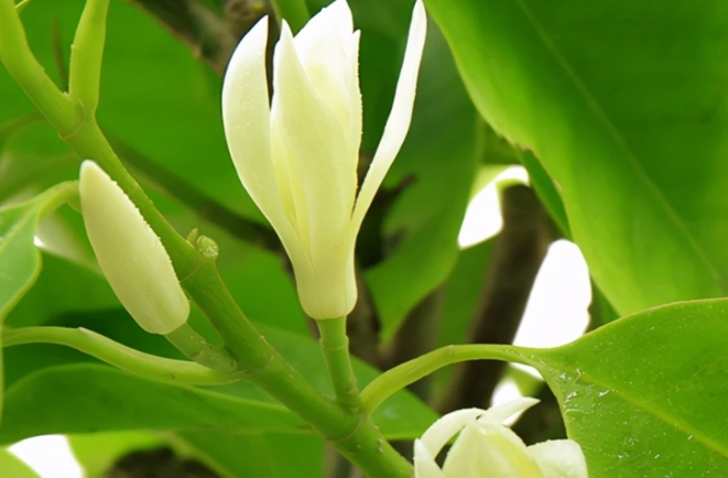 白蘭花栽培 白蘭花栽培