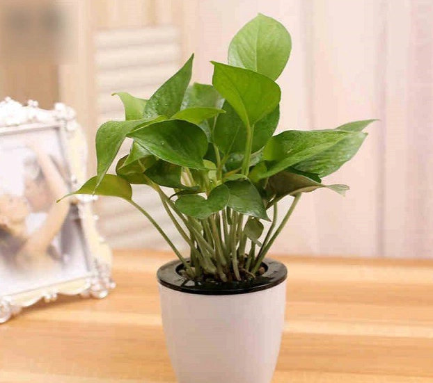 澆水技巧 澆水技巧