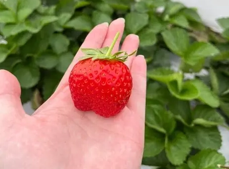 採草莓一日遊 採草莓一日遊