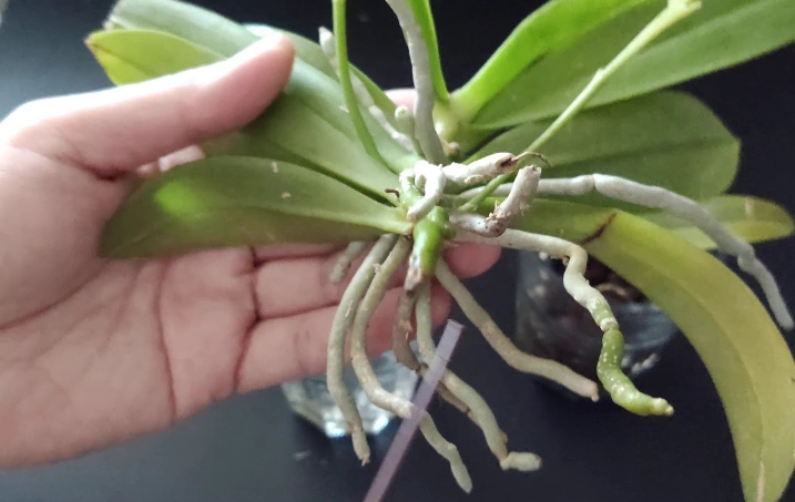 蘭花分株方法 蘭花分株方法