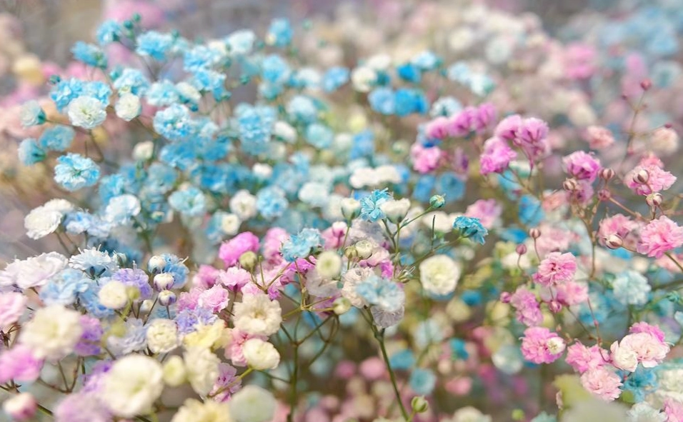 蘭花種植常見問題 蘭花種植常見問題