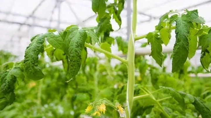 菜葉變黃原因 菜葉變黃原因