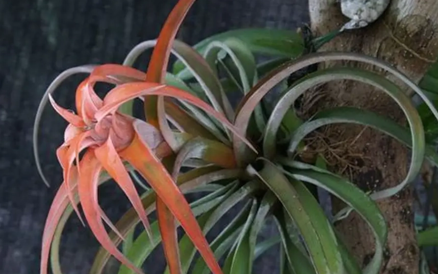 香港空气草养护