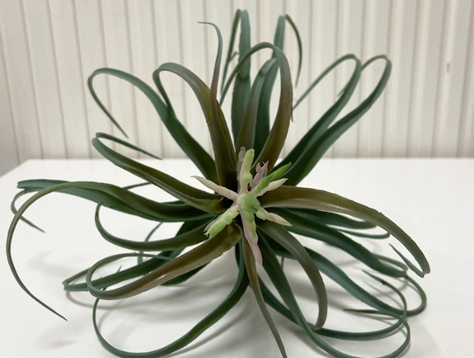 空氣草淨化空氣 空氣草淨化空氣