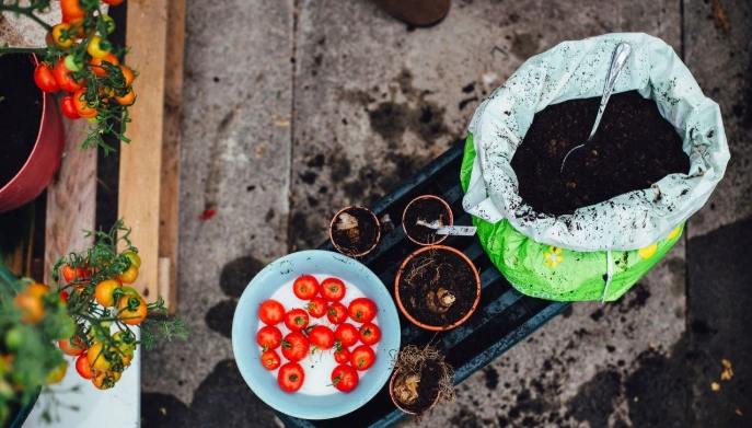 陽台小蕃茄栽培 陽台小蕃茄栽培