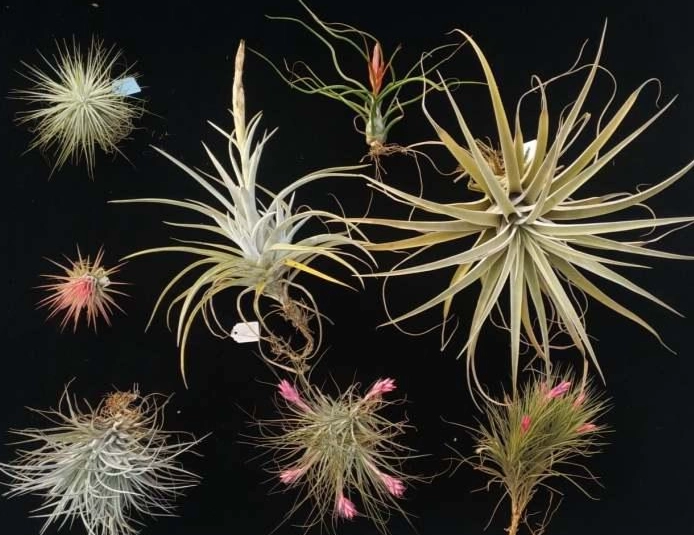 空氣草好處 空氣草好處