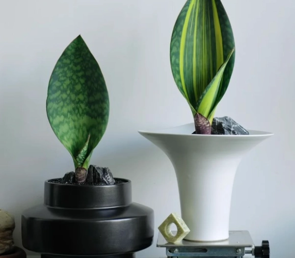 虎尾蘭軟腐病治療