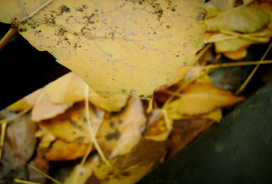 植物葉片枯萎 植物葉片枯萎