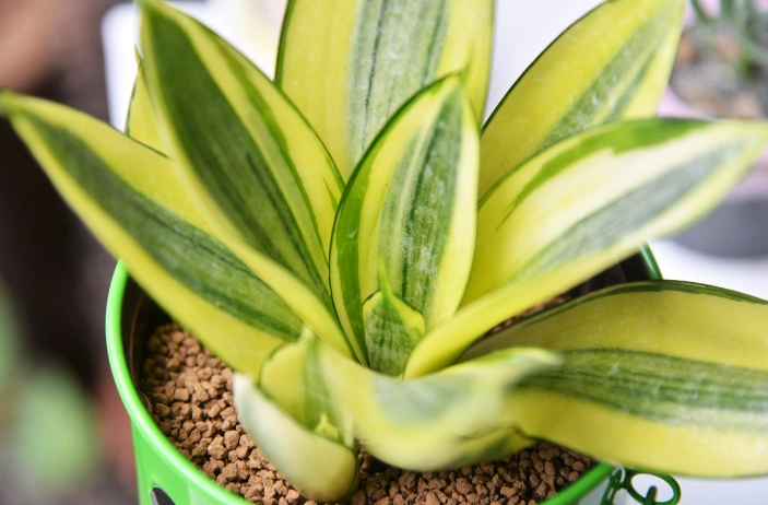 虎尾蘭澆水頻率 虎尾蘭澆水頻率