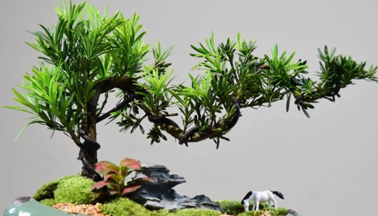 小盆栽造型技巧 小盆栽造型技巧