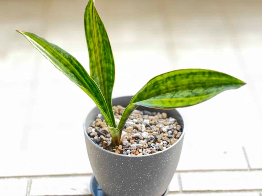 虎尾蘭澆水注意事項 虎尾蘭澆水注意事項