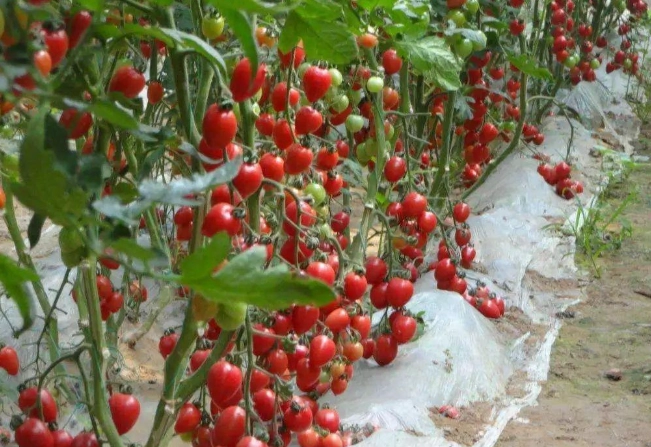 小蕃茄種植方法 小蕃茄種植方法