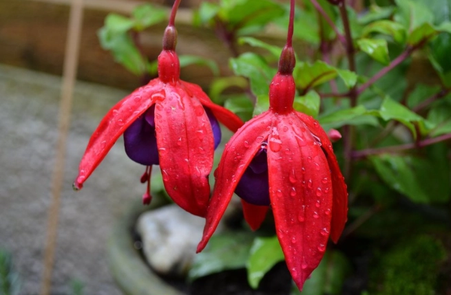 吊鐘花修剪方法