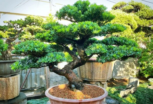 羅漢松盆栽養護 羅漢松盆栽養護