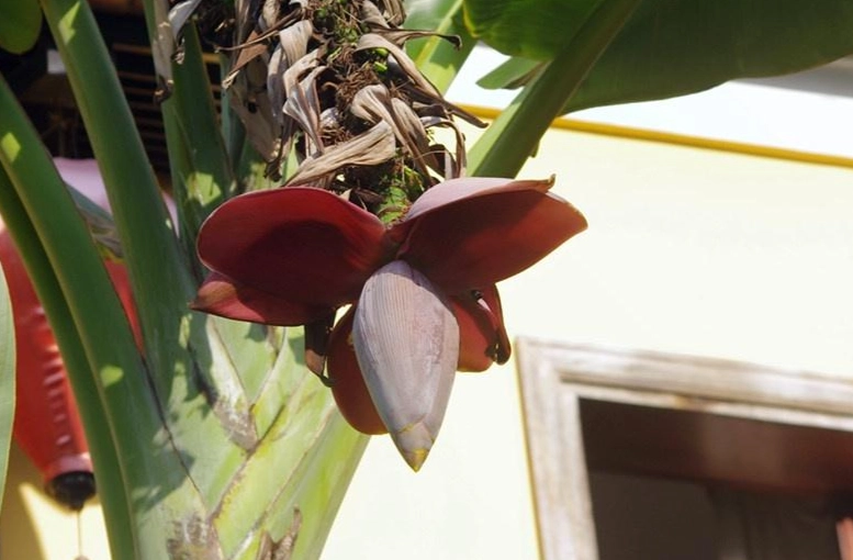 特有植物種類 特有植物種類