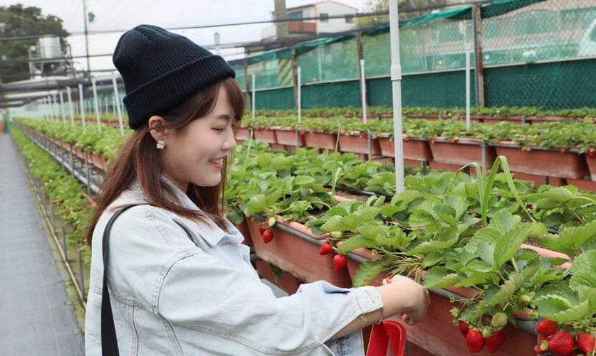 新竹採草莓 新竹採草莓