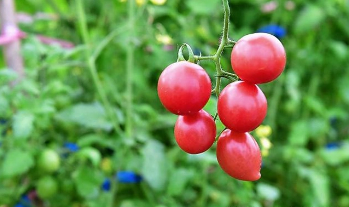 小番茄肥料選擇 小番茄肥料選擇