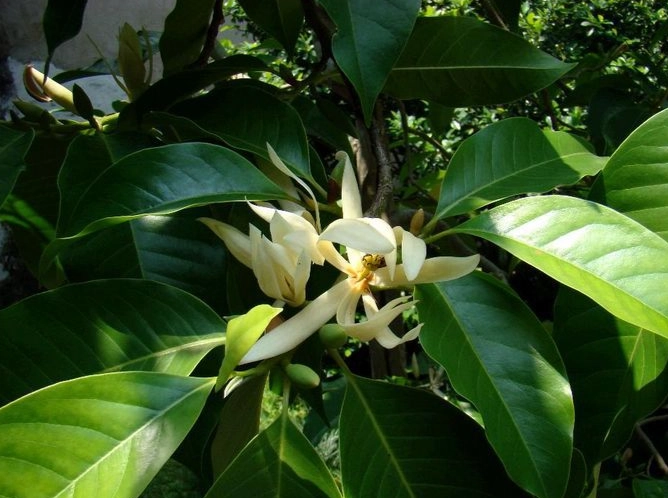 白蘭花種植 白蘭花種植