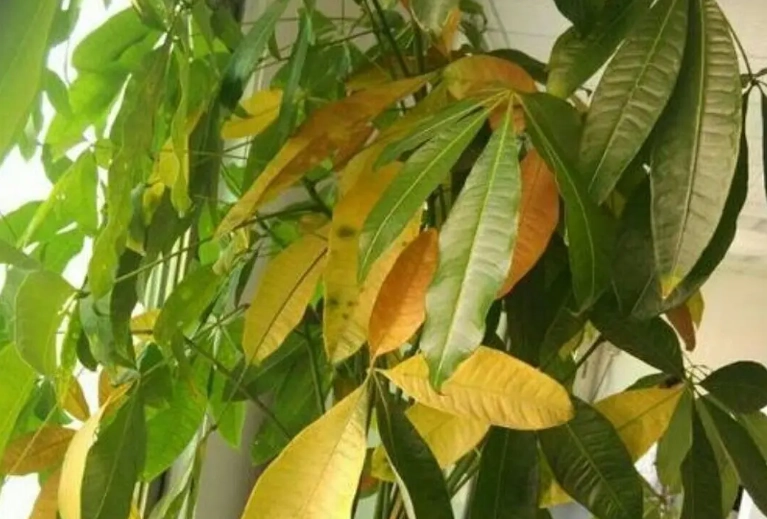 盆栽葉子變黃原因 盆栽葉子變黃原因