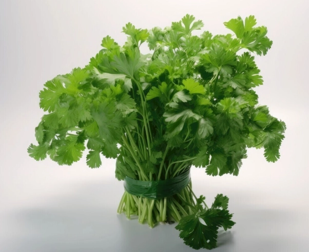 如何防止香菜變黃