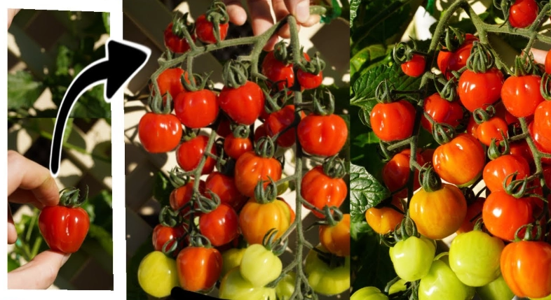 陽台種小番茄 陽台種小番茄