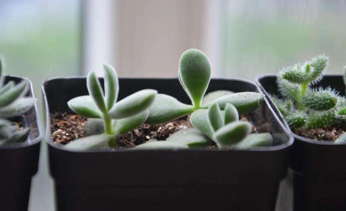 景天科多肉植物 景天科多肉植物