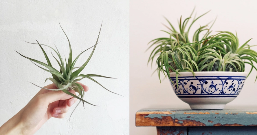 空氣草淨化空氣 空氣草淨化空氣