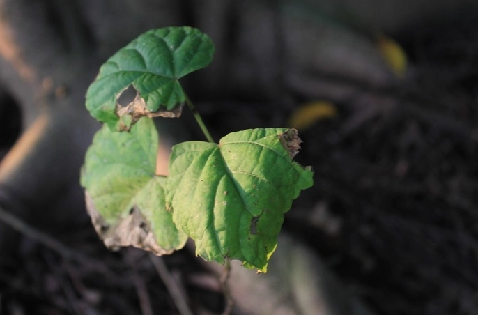 葉子枯黃 葉子枯黃