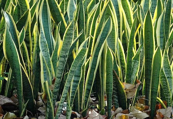 虎尾蘭軟腐病症狀