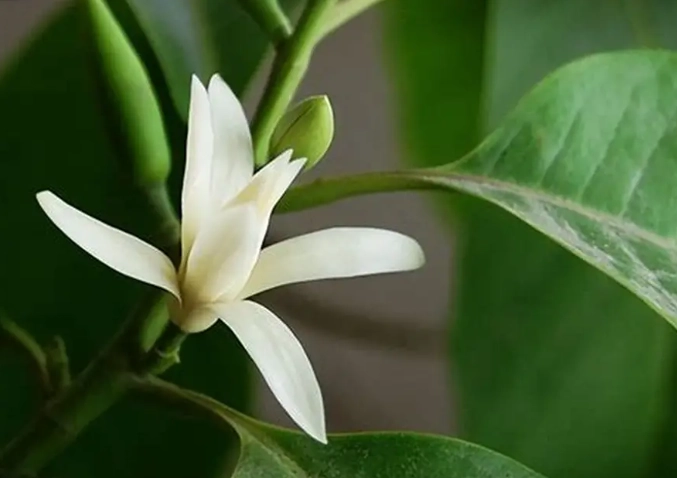 白蘭花開花時間