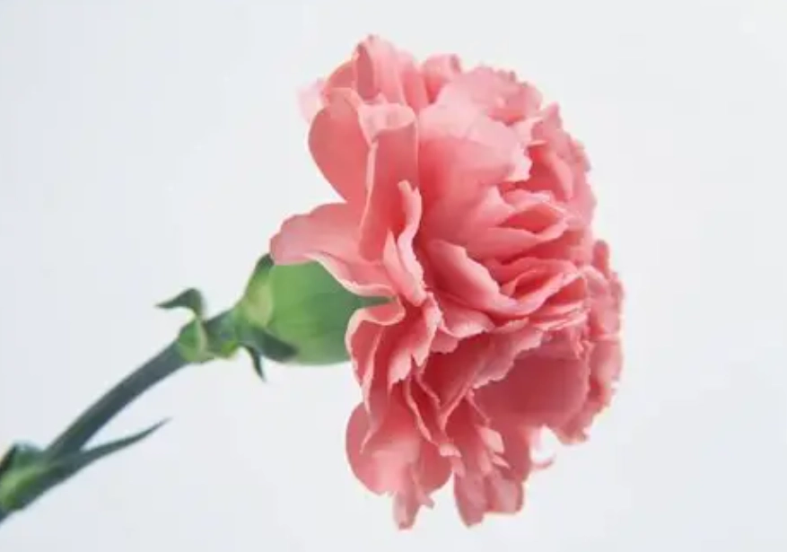 康乃馨對貓有毒 康乃馨對貓有毒