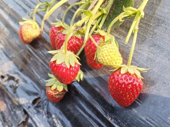 有機草莓採果