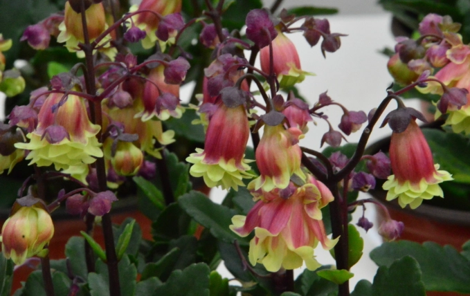 吊鐘花修剪方法