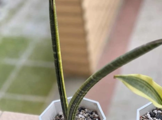 虎尾蘭澆水方法 虎尾蘭澆水方法