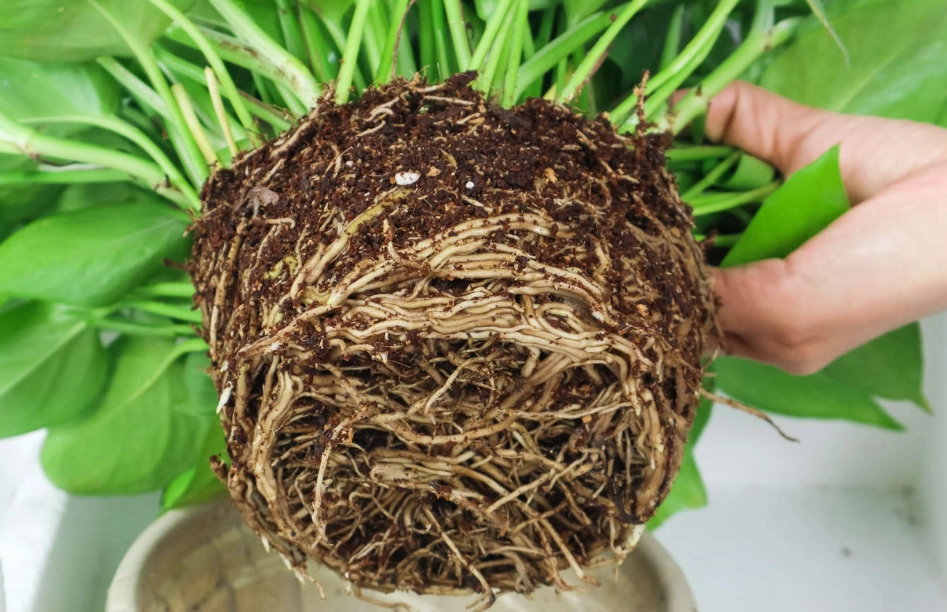 松蘿植物照顧 松蘿植物照顧