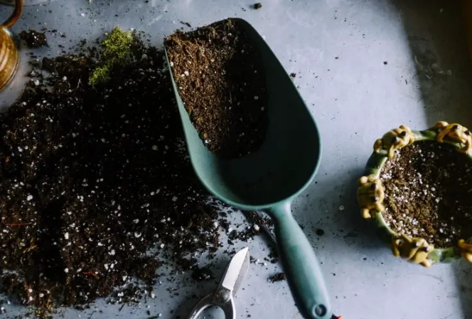 室內盆栽種植 室內盆栽種植