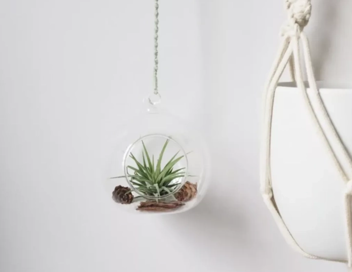 香港空气草养护