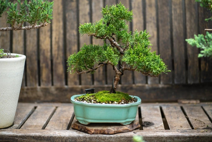 室內盆栽種植 室內盆栽種植