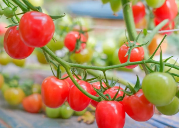 番茄結果期管理