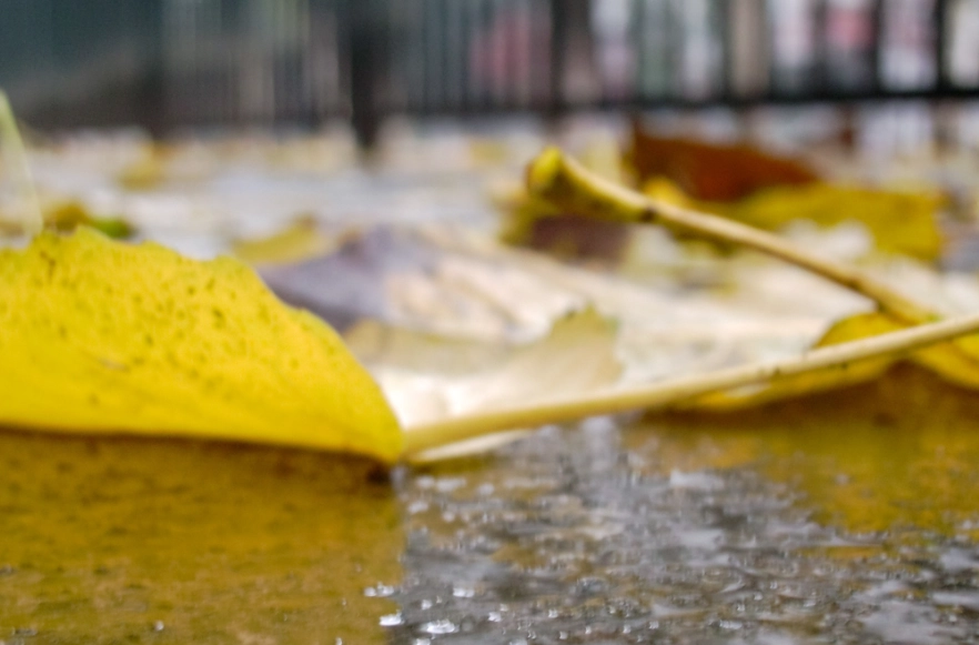 葉子枯黃 葉子枯黃