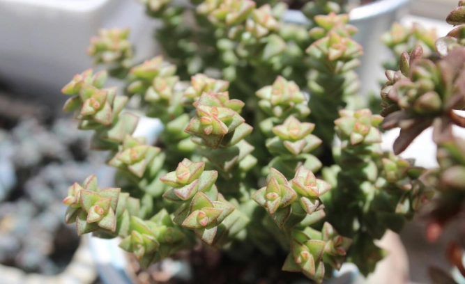 多肉植物養護 多肉植物養護
