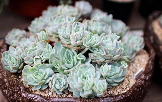 多肉植物澆水方法