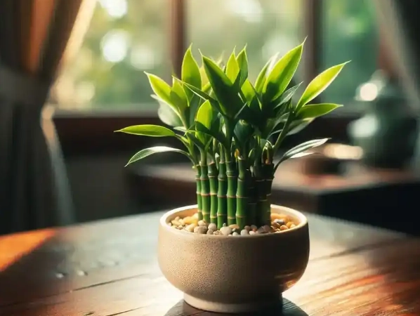 富貴竹風水擺放 富貴竹風水擺放