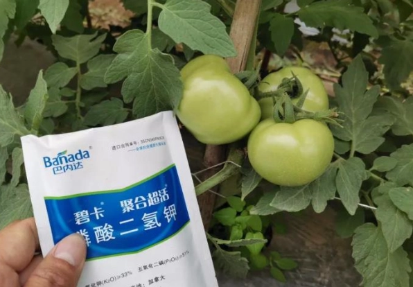 小番茄施肥方法 小番茄施肥方法