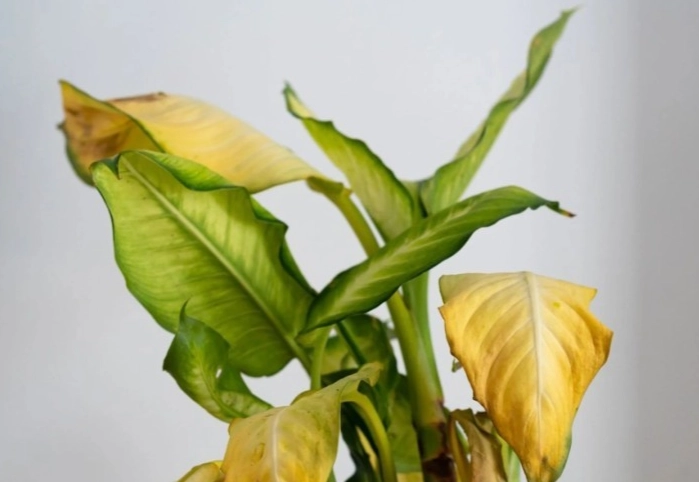 盆栽葉子變黃原因 盆栽葉子變黃原因