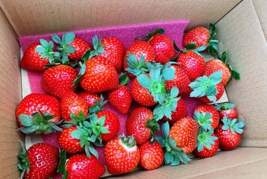 新竹草莓園推薦 新竹草莓園推薦