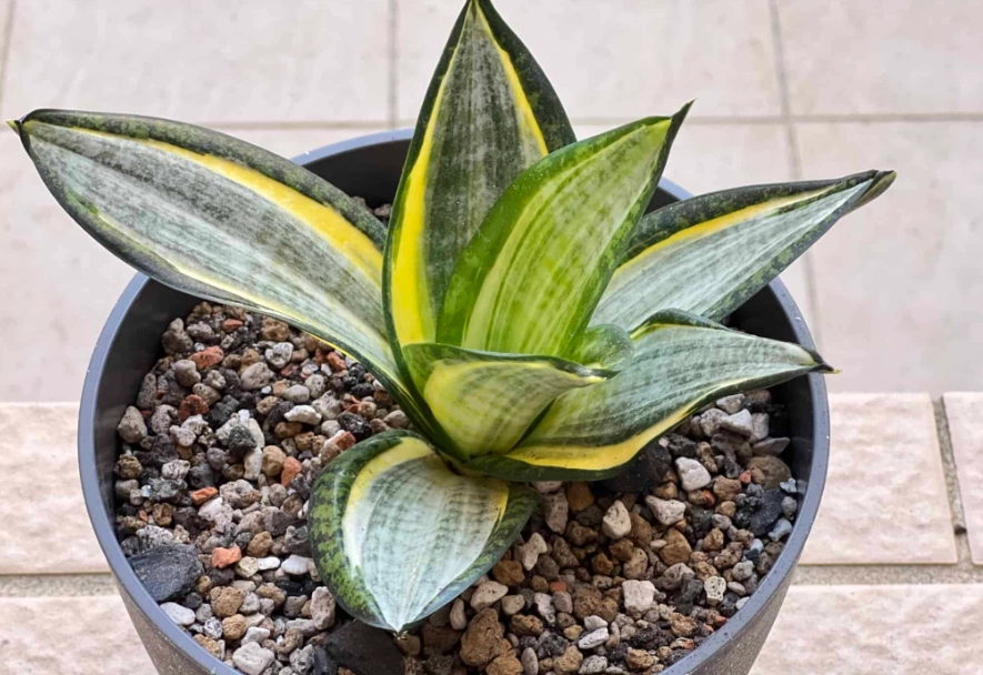 虎尾蘭軟腐病治療