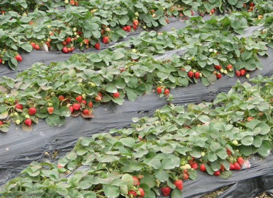 新竹草莓園推薦