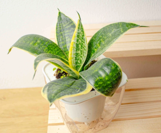 虎尾蘭澆水方法 虎尾蘭澆水方法