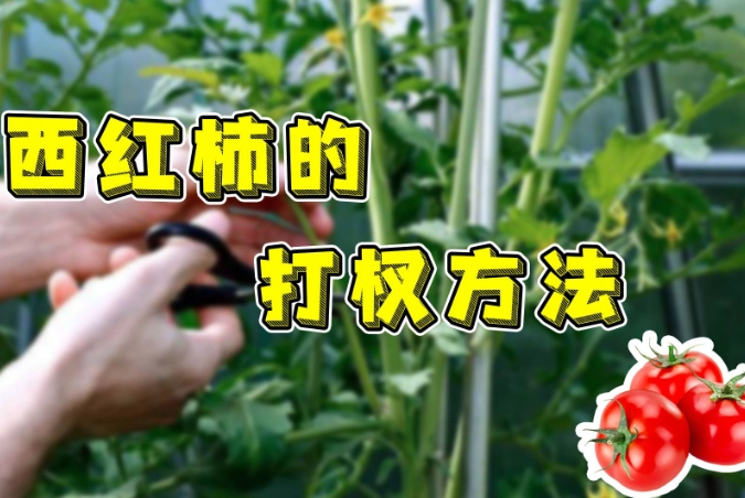 陽台小蕃茄栽培 陽台小蕃茄栽培